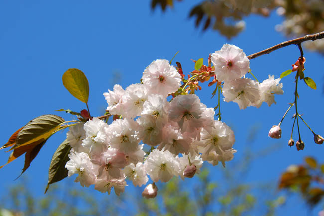 　　　【　桜　5/11　】_c0094572_02811.jpg