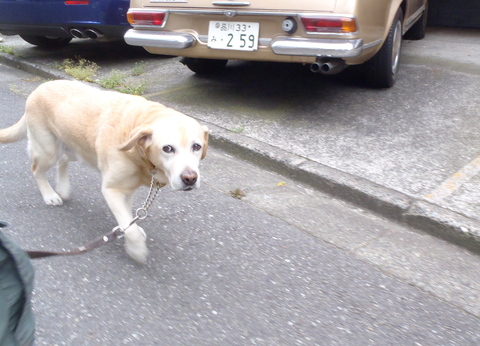 たかが散歩なのに今日も意思の疎通が五里霧中_f0052277_235565.jpg