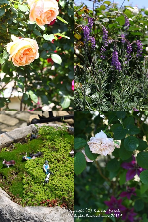 薔薇の咲く楽園へ・・・ange village_e0237680_18122926.jpg