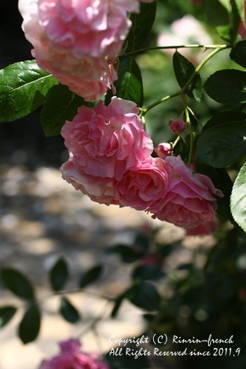 薔薇の咲く楽園へ・・・ange village_e0237680_1812712.jpg