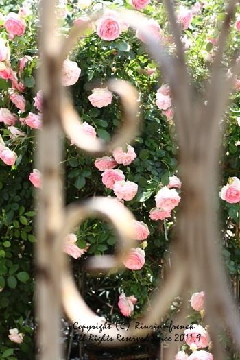 薔薇の咲く楽園へ・・・ange village_e0237680_1822140.jpg