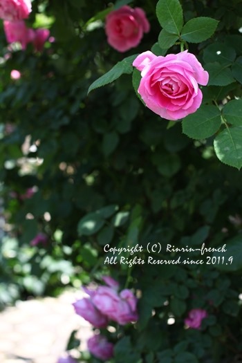 薔薇の咲く楽園へ・・・ange village_e0237680_1854459.jpg