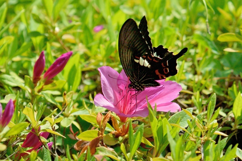 群馬県のミヤマカラスアゲハ（2015/5/8） : 小畔川日記