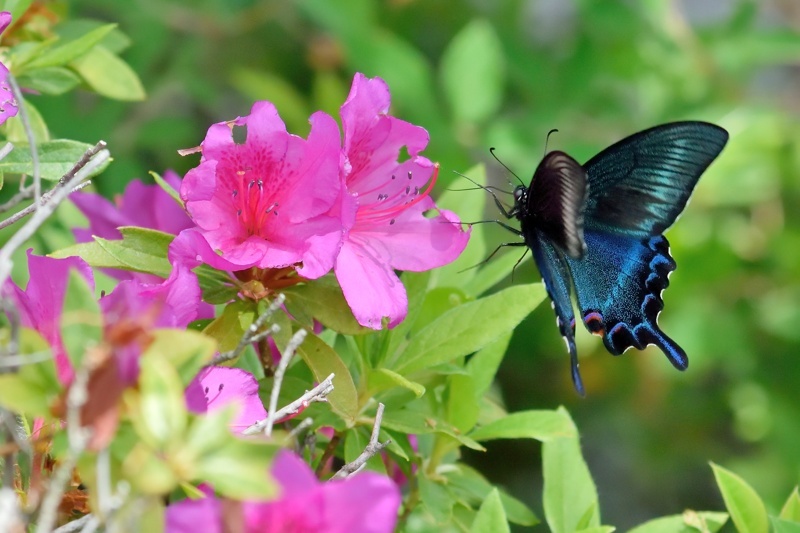 群馬県のミヤマカラスアゲハ（2015/5/8） : 小畔川日記