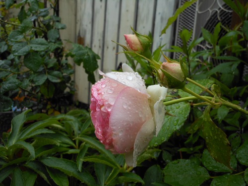 b0096584_201117.jpg
