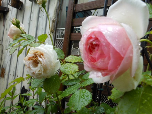 b0096584_2012086.jpg