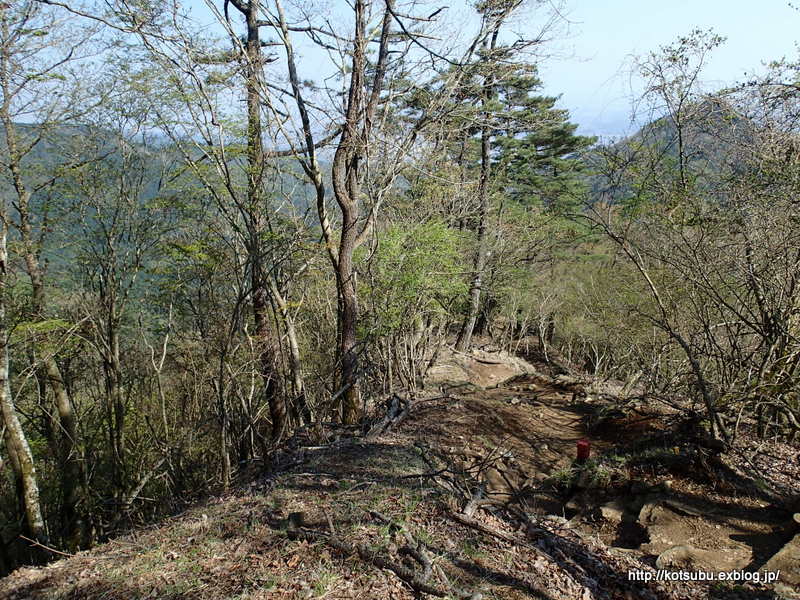 春の丹沢　寄～雨山峠～鍋割山～大倉③_e0195587_19372210.jpg