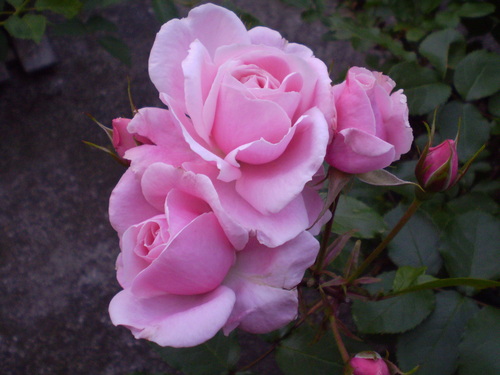 a0135990_21433893.jpg