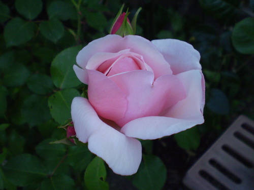a0135990_21453619.jpg