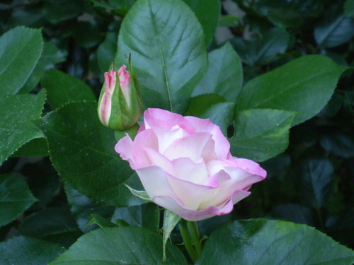 a0135990_21463079.jpg