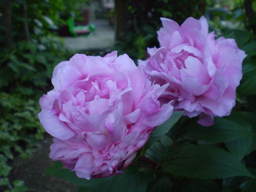 a0135990_21483139.jpg