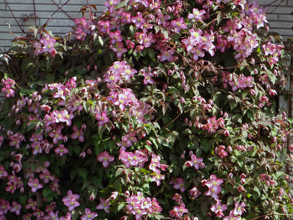 咲き始めたモンタナとタカネバラ。　実生から育てたアマリリスに蕾が～～♪_a0136293_1514680.jpg