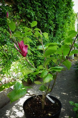 e0206902_24328.jpg