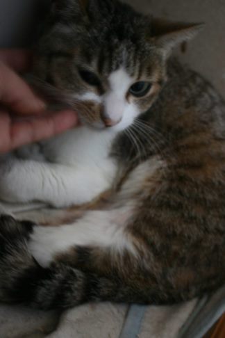 センターからのニャンコたち -②_f0242002_23272723.jpg