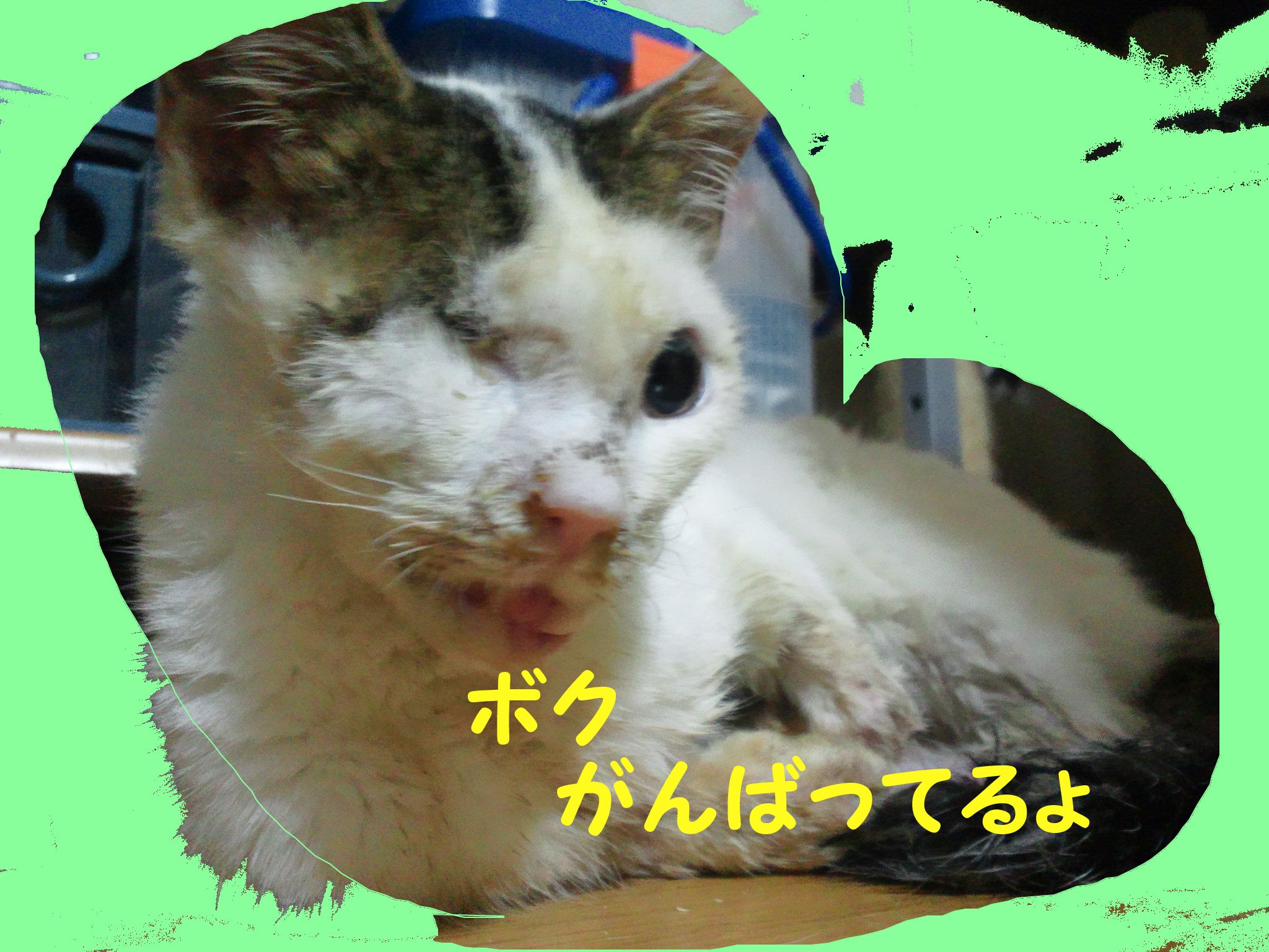 センターからのニャンコたち -②_f0242002_23285455.jpg