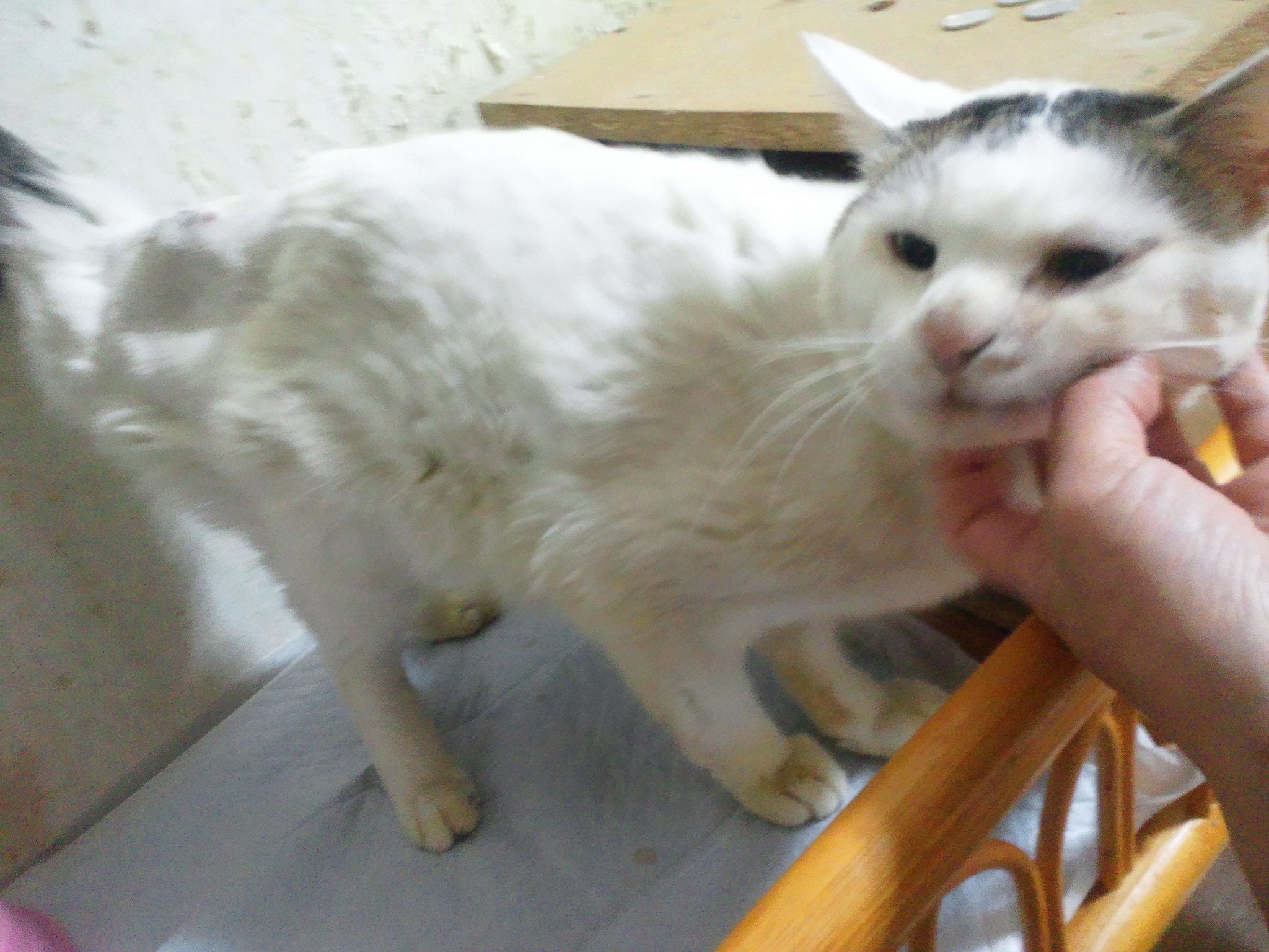 センターからのニャンコたち -②_f0242002_2395679.jpg