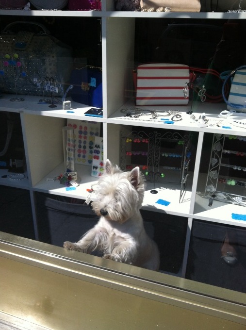 犬の店長♡_b0246303_03521188.jpg