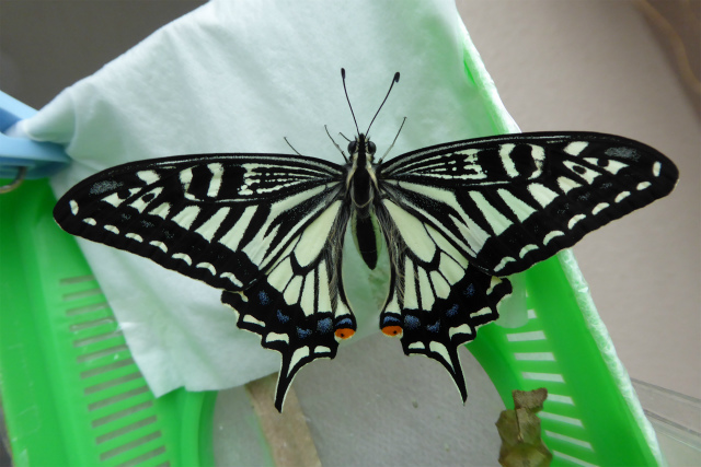 アゲハ観察日記2015春編 その2_c0164805_21571888.jpg