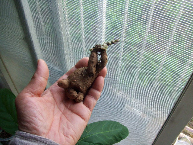 c0085508_916768.jpg