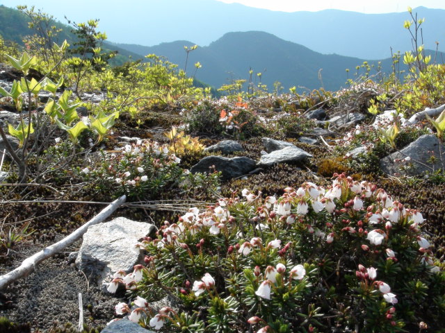 四国の赤石山系の春景色…　2015/5/14_f0231709_22181069.jpg