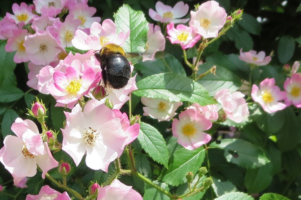 バレリーナ（薔薇）の満開_b0150110_13451905.jpg