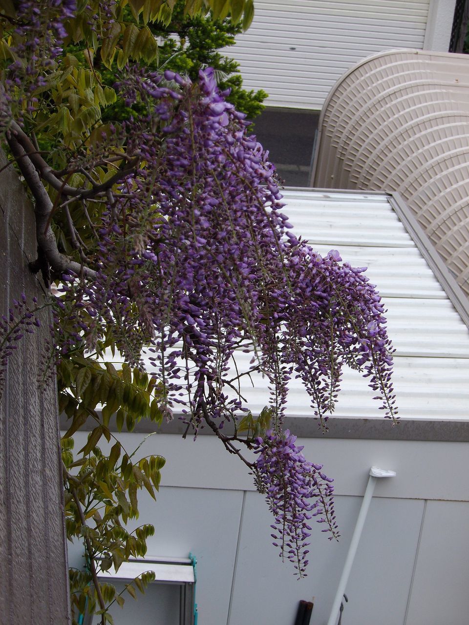 リラ冷えの下で_c0025115_19540525.jpg