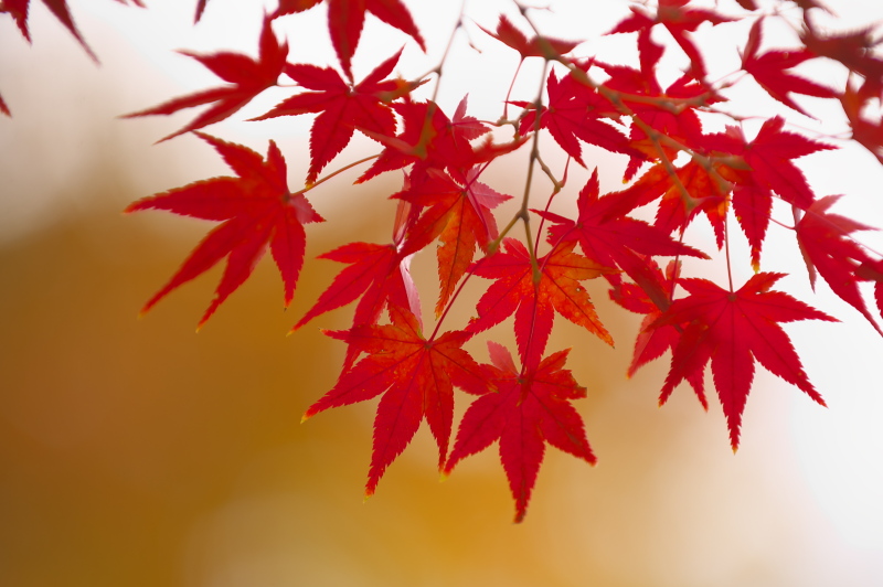 都内の紅葉・・・・都立光が丘公園＆都立小金井公園・・・もみじ編_c0158519_06073803.jpg