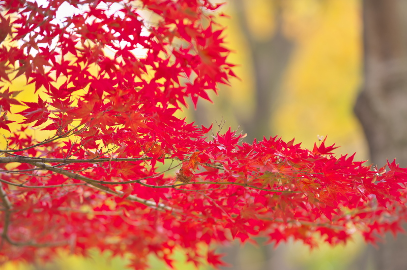 都内の紅葉・・・・都立光が丘公園＆都立小金井公園・・・もみじ編_c0158519_06073866.jpg