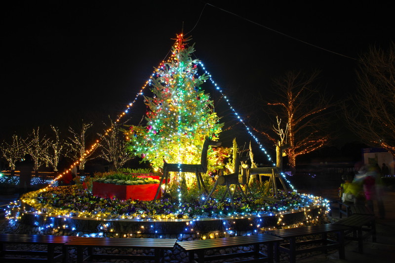 Winter　Vista　Illumination　2012　　in   国営昭和記念公園_c0158519_06080538.jpg