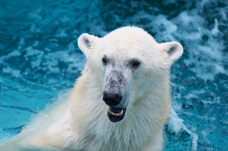 上野動物園　　　Vol.2　　シロクマ_c0158519_06092190.jpg