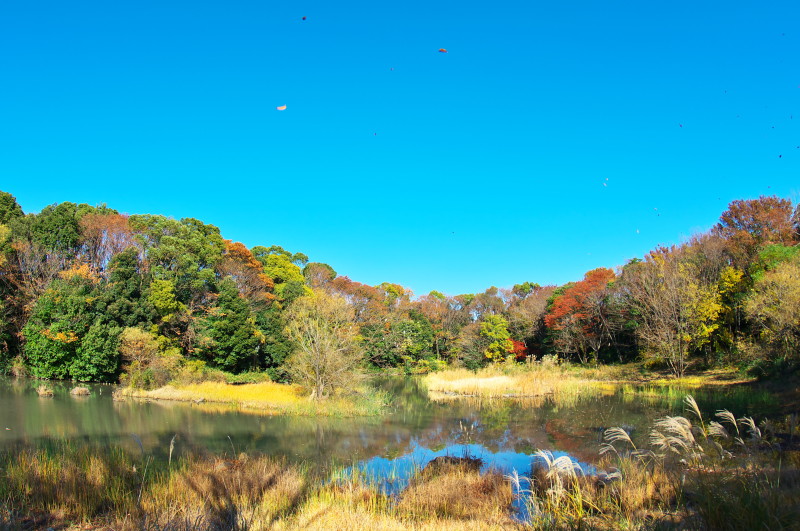 都立光が丘公園バードサンクチュアリ ノスリ その他編 Fly Away