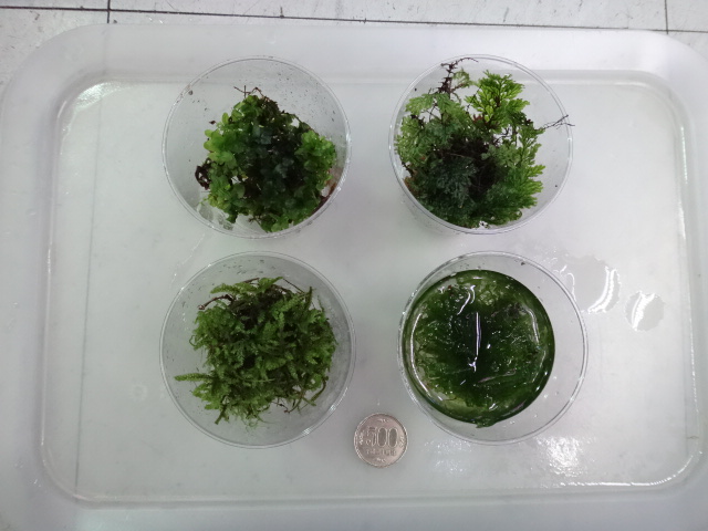 150514　熱帯魚・金魚・侘び草・水草・観葉植物_f0189122_1336366.jpg