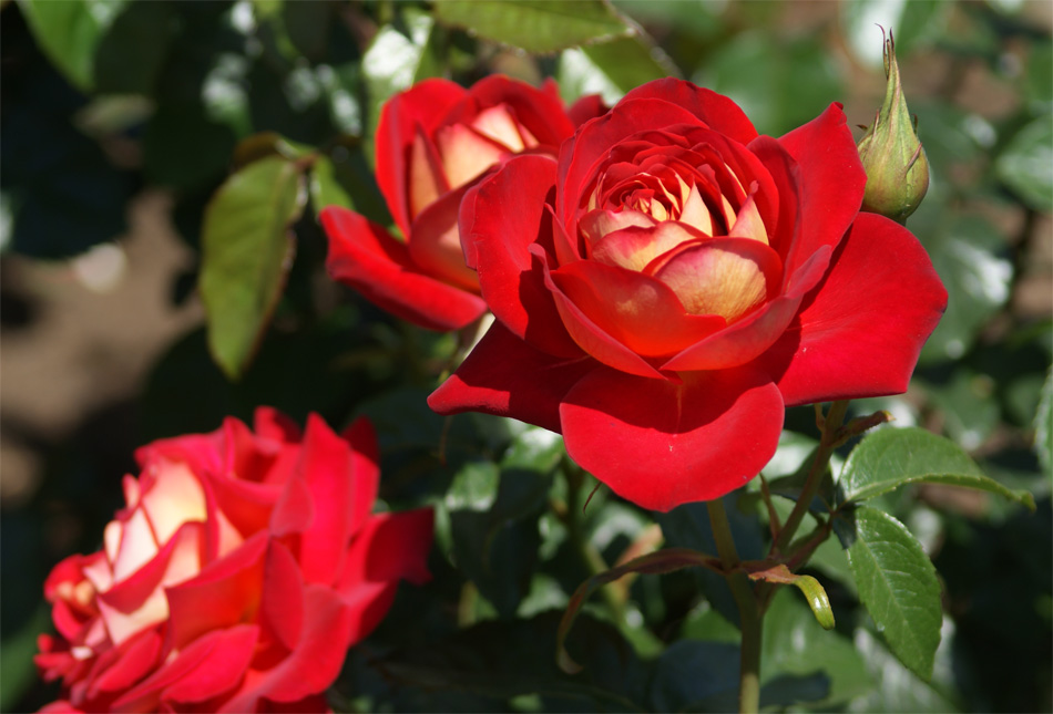 c0147123_6564545.jpg