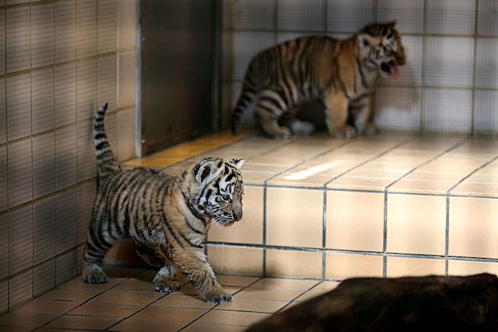 ★【希少】VENDOME 旭山動物園　アムールトラ　親子　リング　15号★ VENDOM BOUTIQUE 旭山動物園 アムールトラ親子リング｜☆【希少