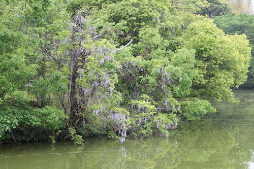 万葉集その五百二十八　(湖上の藤見　)_b0162728_1655164.jpg