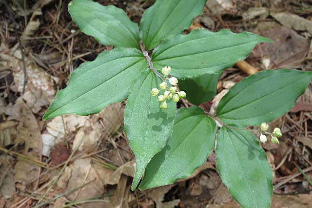 オキナグサの霧訪山は花山でした。_d0000031_14351551.jpg