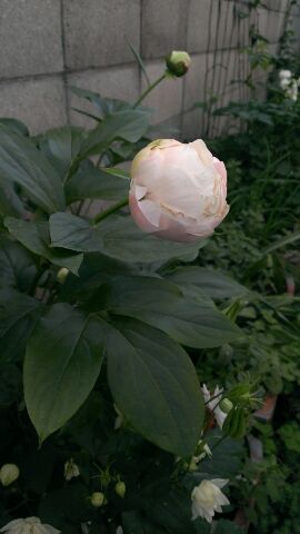 c0367433_85556.jpg