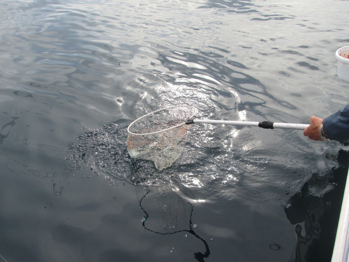 c0306845_1725348.jpg