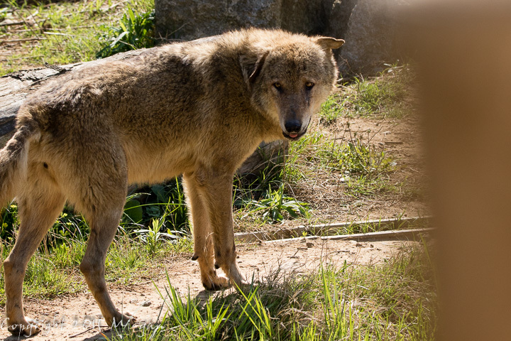 野生が行方不明 - MAMMALS #062_f0334645_23163511.jpg