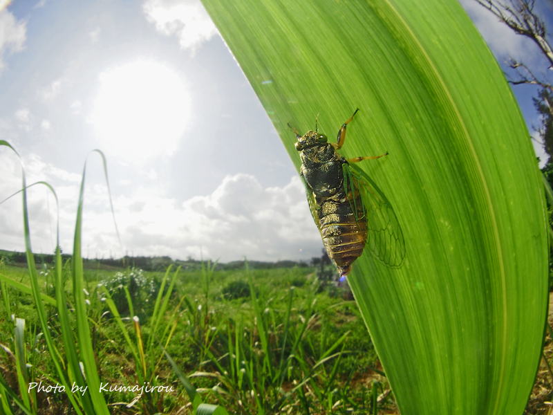 イワサキクサゼミ　沖縄島北部産 2015_b0192746_20285211.jpg