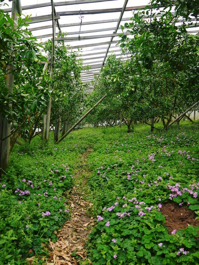 ザ・みかん 元気なみかんの花とさらに元気な農業実習生のお話し_a0254656_18394048.jpg