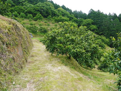 ザ・みかん 元気なみかんの花とさらに元気な農業実習生のお話し_a0254656_1849311.jpg