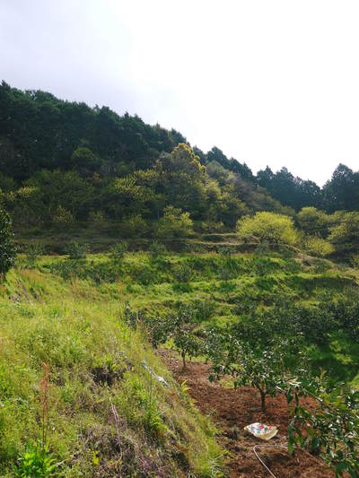ザ・みかん 元気なみかんの花とさらに元気な農業実習生のお話し_a0254656_18563011.jpg