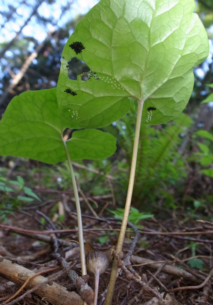 成虫がダメなら幼虫や蛹の探索？_e0224357_22134349.jpg