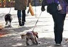 愛犬の日 \'15_f0053757_12102822.jpg