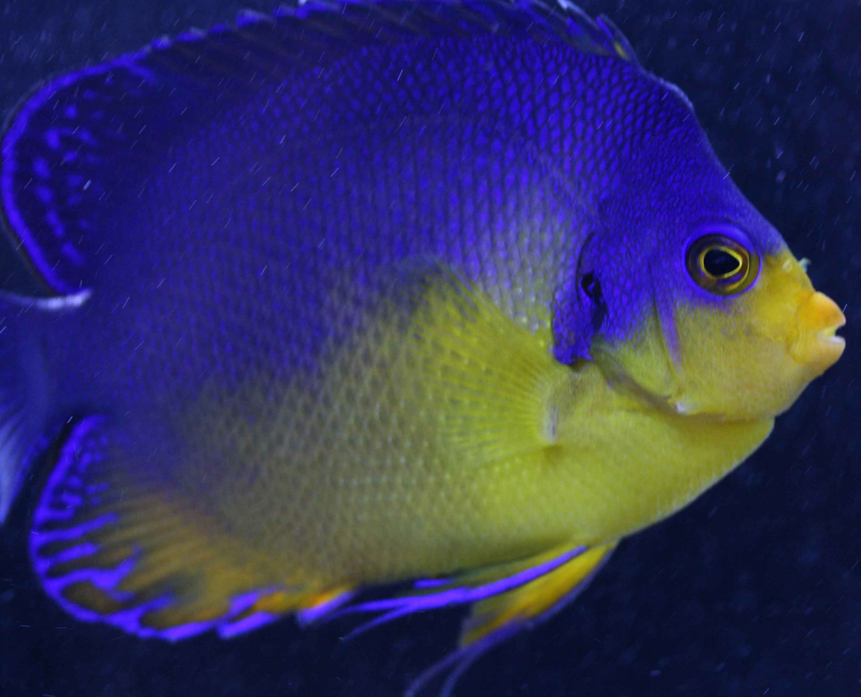 でっかい ビーボックスアクアリウム松戸店 海水魚 サンゴ情報 でっかい ビーボックスアクアリウム松戸店 海水魚 サンゴ情報