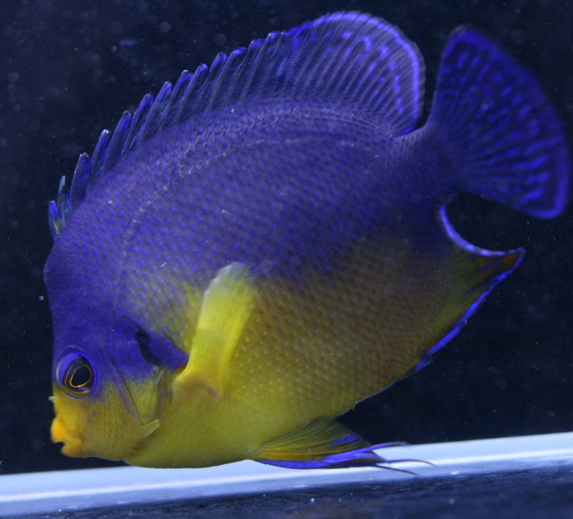 でっかい ビーボックスアクアリウム松戸店 海水魚 サンゴ情報 でっかい ビーボックスアクアリウム松戸店 海水魚 サンゴ情報