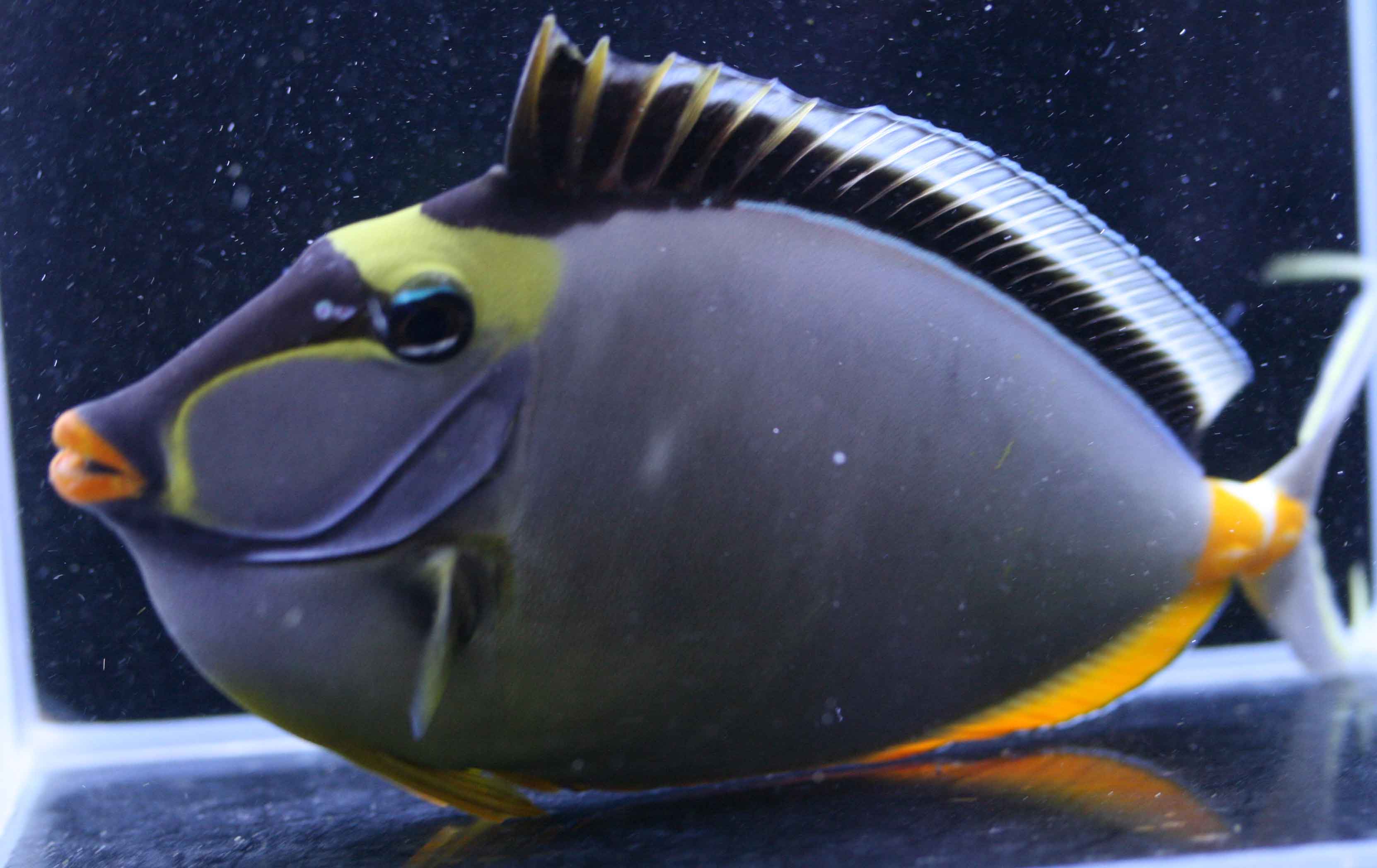 でっかい ビーボックスアクアリウム松戸店 海水魚 サンゴ情報 でっかい ビーボックスアクアリウム松戸店 海水魚 サンゴ情報