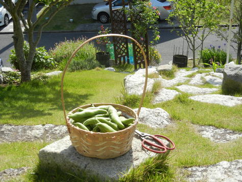 ’15,5,14(木)今日も夏日!_f0060461_10494635.jpg