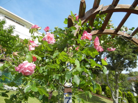 ’15,5,14(木)今日も夏日!_f0060461_10505258.jpg